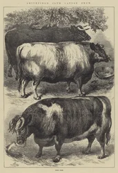 Smithfield Club Cattle Show, Bœufs primés